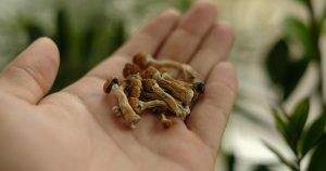 What is psilocybin and how does it work by Denovo Therapy in Lubbock TX